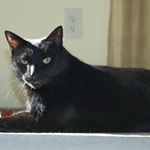 Profile Picture of Michael Sakuma (@hisser_and_rainier) on Instagram