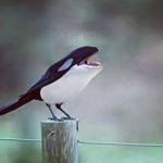 Profile Picture of Michael Cruz (@the_rattler2_4) on Instagram