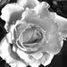 Profile Picture of Paula Holzapfel (@pghpk) on Pinterest
