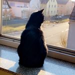 Peter & Eddie - Instagram Profile Picture of Peter & Eddie (@mei.katzn) on Instagram