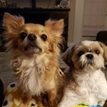 Profile Picture of Laura Boyer (@12661sweetie) on Instagram