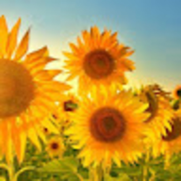 Profile Picture of Juliana Belfiore (@julianabelfiore) on Poshmark