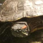 Profile Picture of Christopher bolanos (@christo_meeny21) on Instagram