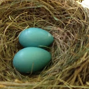 Profile Picture of Chris Cottingham (@becomingguru83) on Youtube