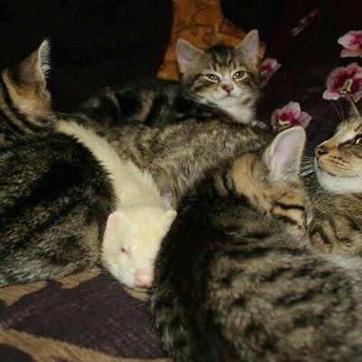 Profile Picture of Robyn Chandler (@robyn_chandler) on Twitter