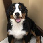 Profile Picture of Barry Block (@babybarrytheberner) on Instagram