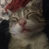 Profile Picture of Paloma (@@dove.jim) on Tiktok