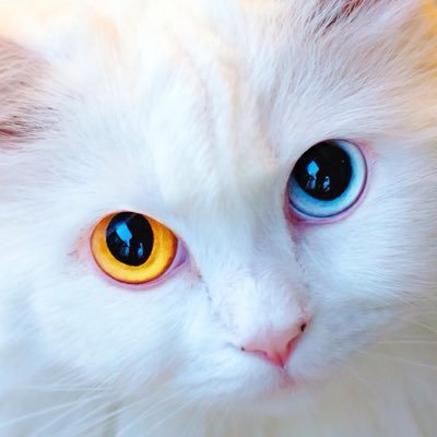 Profile Picture of Matt Maleki (@attmalekii) on Twitter