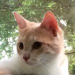 Profile Picture of Alice Meltzer (@alicemeowz) on Instagram