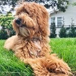 Profile Picture of N I C O (@nico_thedoodlepatch) on Instagram
