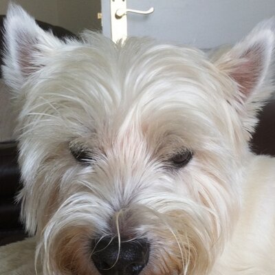 Profile Picture of ANDY KINSEY (@ANDYK305) on Twitter