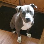 Profile Picture of Daniel Verchereau (@theamazingsuperdan) on Instagram