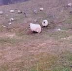 Profile Picture of Đevad Bašic (@Đevad-Bašic) on Facebook