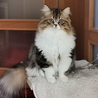 Profile Picture of Jordi Carbonell (@CarbonellSanzJo) on Twitter