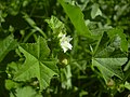 Profile Picture of Malvaceae - Wikipediaon Wikipedia