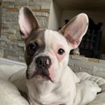 Profile Picture of Cobi Jones (@cobi_thefrenchie) on Instagram