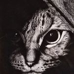 Profile Picture of Amanda Senft (@senftamanda) on Instagram