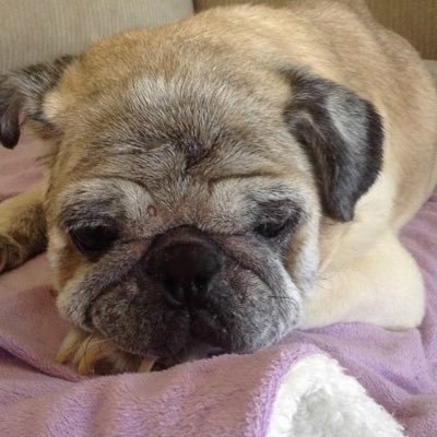 Profile Picture of LOUIS.J (@LOUISJPUG) on Twitter