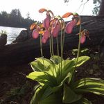 Profile Picture of Janet Downey (@miesje502) on Instagram