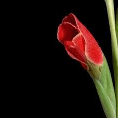 Profile Picture of Indira Chatterjee (@minimax1011) on Twitter