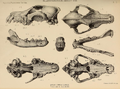 Profile Picture of Pleistocene wolfon Wikipedia
