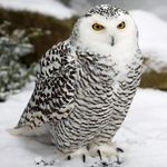 Profile Picture of tim (@tim__lichtiger) on Instagram