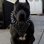 Profile Picture of 𝓽𝓲𝓶𝓶𝔂 (@t.c.tyson) on Instagram