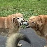 Profile Picture of Michael J. Maglioli (@mags_in_malawi_) on Instagram