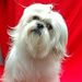 Profile Picture of Carlos Zegarra (@mamuth0) on Pinterest