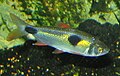 Profile Picture of Lepidophagyon Wikipedia