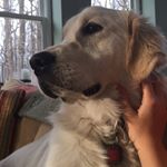 Profile Picture of Molly Champion (@molly_thedoge) on Instagram