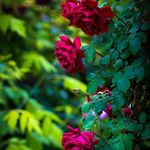 Profile Picture of Jasoda Behera (@jasoda6484) on Instagram