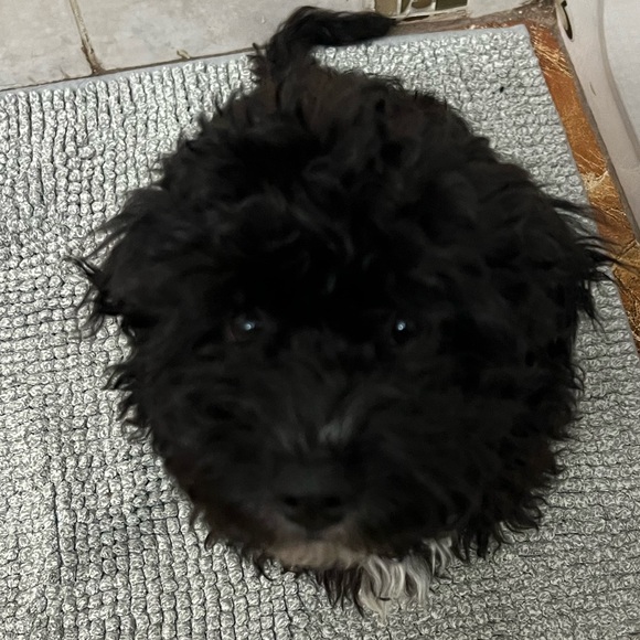 Profile Picture of Cris Carballo (@cris_carballo) on Poshmark