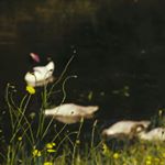 Profile Picture of Paula Rayén Alarcón (@paularayenalarcona) on Instagram