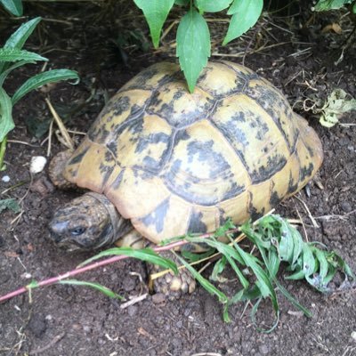 Profile Picture of Tom Hewlett (@heist_music) on Twitter