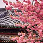 Profile Picture of Pedro Kim (@Pedro-Kim) on Facebook