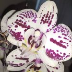 Profile Picture of Danuta Rutkowska (@rutkowska.dana) on Instagram