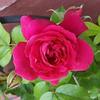 Profile Picture of Diana Metcalf (@@dmmet) on Tiktok
