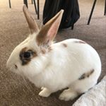 Profile Picture of Clyde Cookie-Dough🐰✨ (@clydecookiedough) on Instagram