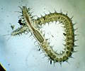 Profile Picture of Syllidaeon Wikipedia