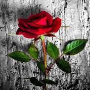 Profile Picture of Sherryza (@sherryza0) on Tiktok