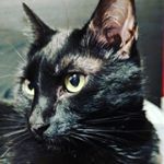 Profile Picture of Michael Manzano (@mikezan0) on Instagram