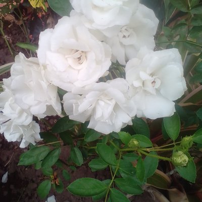 Profile Picture of Mj Roswell Enrile (@MarlonJamesSan1) on Twitter