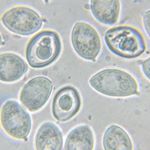 Profile Picture of Robert Young (@rarebreedspores) on Instagram