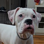 Profile Picture of Andrew Guarino (@ajguarino85) on Instagram