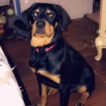 Profile Picture of Dominic bennett (@rottweiler.dominic) on Instagram