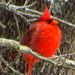 Profile Picture of Lori Paulus (@lorip2145) on Pinterest