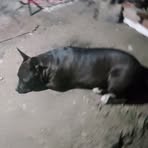 Profile Picture of Alejandro Pussinelli (@alejandro.pussinelli) on Facebook