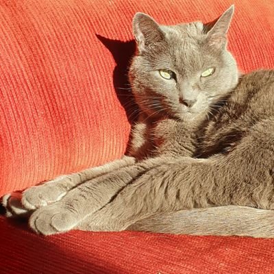 Profile Picture of MLeko (@MLekoja) on Twitter