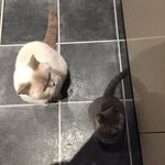 Profile Picture of Honey and Jerry (@honey_and_jerry_bsh) on Instagram